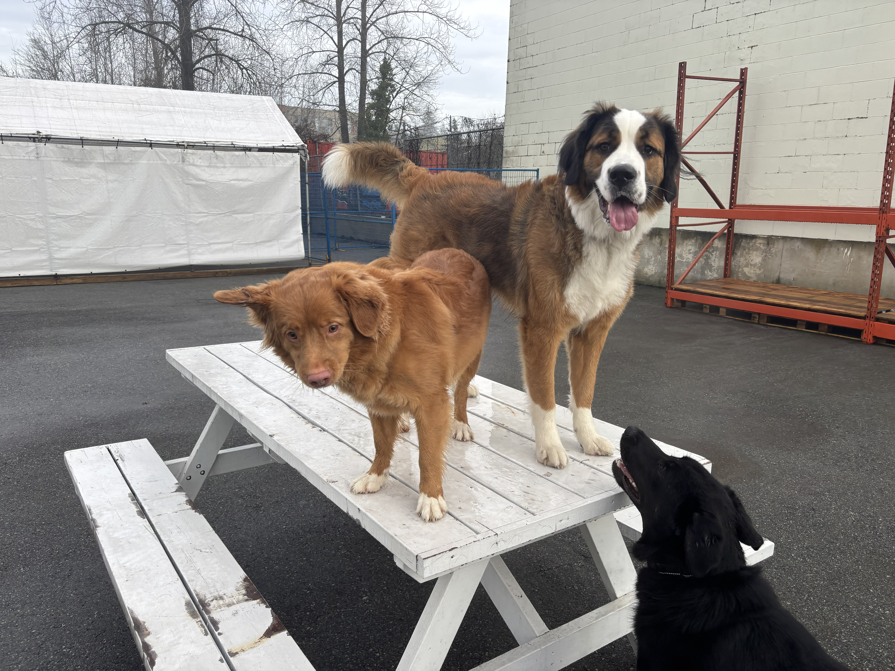 Dog daycare photo 6